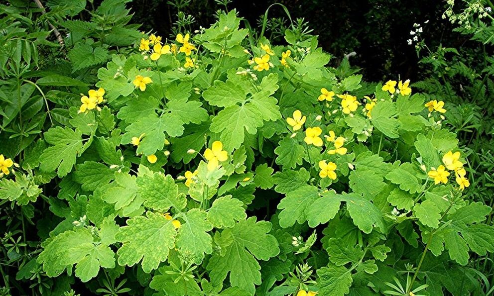Βότανο Celandine κατά του μύκητα των νυχιών